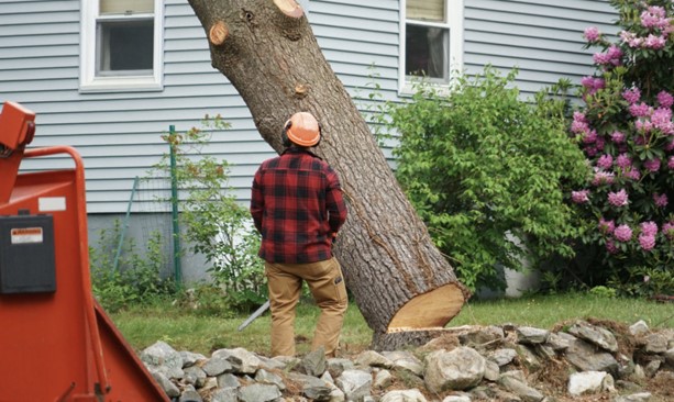 The Cost Of Tree Removal